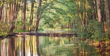 River In A Majestic Forest. Beaver Dam. Summer Landscape. Nature, Environment, Ecosystem