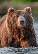 Closeup portrait of wild adult brown bear. Close up, front view. Kamchatka brown bear, scientific name: Ursus Arctos Piscator. Kamchatka,