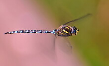 Migrant Hawker Dragonflies In Flight