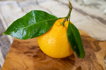 Wall Mural - Sicilian sweet juicy yellow orange with green leaves close up