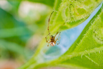 Close up shot of a Linyphia spider