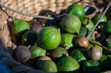 New Harvest Of Fresh Ripe Macadamia Nuts In Green Shell