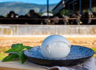 White ball of Italian soft cheese Mozzarella di Bufala Campana and Mediterrane Italiana buffalo raised on Italian cheese farm for production of buffalo milk on backgroud