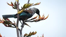 Tui Bird In A Flax Bush On Kapiti Island Near Wellington New Zealand