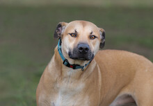 2022-01-10 A TAN AND BROWN DOG WITH PIERCING EYES WEARING A LIGHT BLUE COLLAR AND A BLURRY GREEN BACKGROUND