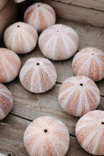 Pink Dried Sea Urchins For Decoration