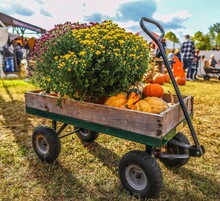 Wheelbarrow With Pumpkins
