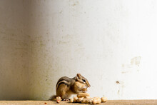 Baited Chipmunk With Peanuts