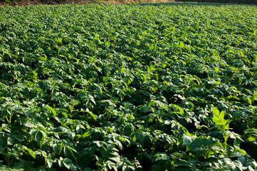 Wall Mural - Organic potato fields covered in lush foliage, potatoes are a popular food around the world.