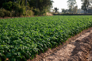 Sticker - Organic potato fields covered in lush foliage, potatoes are a popular food around the world.