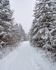 Sticker - The wide trail in winter season forest with frost and snow on firs brunches