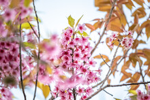 Wild Himalayan Cherry Or Thailand Sakura, Which Is Pinkish White In Color Flowers As Selective Focus.