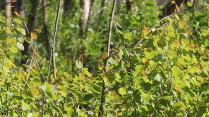 Wall Mural - Young birch trees in forest