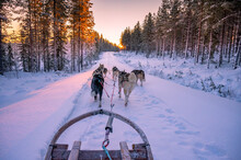 Husky Ride During A Beautiful Sunset In Sweden.
