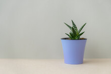 Succulent Flower Pot. Growing Indoor Flowers. The Trending Color Of 2022 Is Purple Very Peri. Grey Wall Background Copy Space. Minimalistic Discreet Design, Mockup For Text. Striped Green Leaves