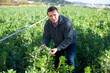 © JackF - Experienced farmer engaged in cultivation of organic vegetables, checking flowering bushes of vicia faba plants