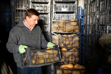 Adult Man Arranging Plastic Boxes With Fresh Pumpkins In Storage