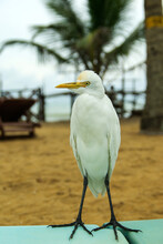 Close-up Of An Egret. Snow-white Heron Sits And Looks Into The Camera Of The Camera