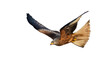 Agile red kite, milvus milvus, hunting in the air with open wings isolated on white background. Wild bird of prey maneuvering in the sky cut out on blank. Animal wildlife in nature.