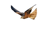 Fototapeta Zwierzęta - Agile red kite, milvus milvus, hunting in the air with open wings isolated on white background. Wild bird of prey maneuvering in the sky cut out on blank. Animal wildlife in nature.