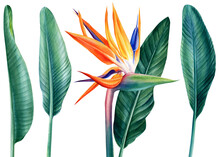 Tropical Plants, Bird Paradise Flower And Palm Leaves Strelitzia, Watercolor Botanical Painting, Jungle Design