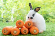 Adorable Baby Rabbit Bunny White Black Sitting With Front Orange Pile Fresh Carrot On Green Grass On Bokeh Nature Background. Easter Animal And Vegetable Food Concept.