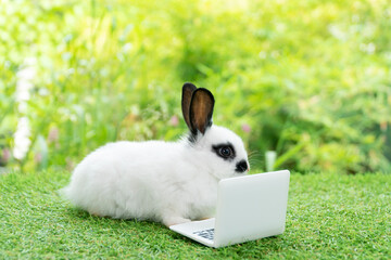 Wall Mural - Furry cuddle baby rabbit with small laptop sitting on green grass. Lovely baby bunny white black looking at notebook learning online or working with technology. Animal pet education e-learning concept
