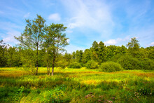 Summer Landscape Of Grassy Meadows And Mixed Forest In Puszcza Kampinoska Forest In Truskaw Village Near Warsaw In Mazovia Region Of Poland