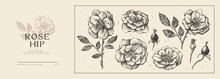 Set Of Hand-drawn Roses, Wild Rose. Buds And Fruits Of Garden Flowers Vector Illustration. Botanical Illustration For Floral Background. Design Element For Postcard, Poster, Cover, Invitation.