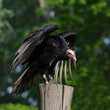 posed black vulture with open wings