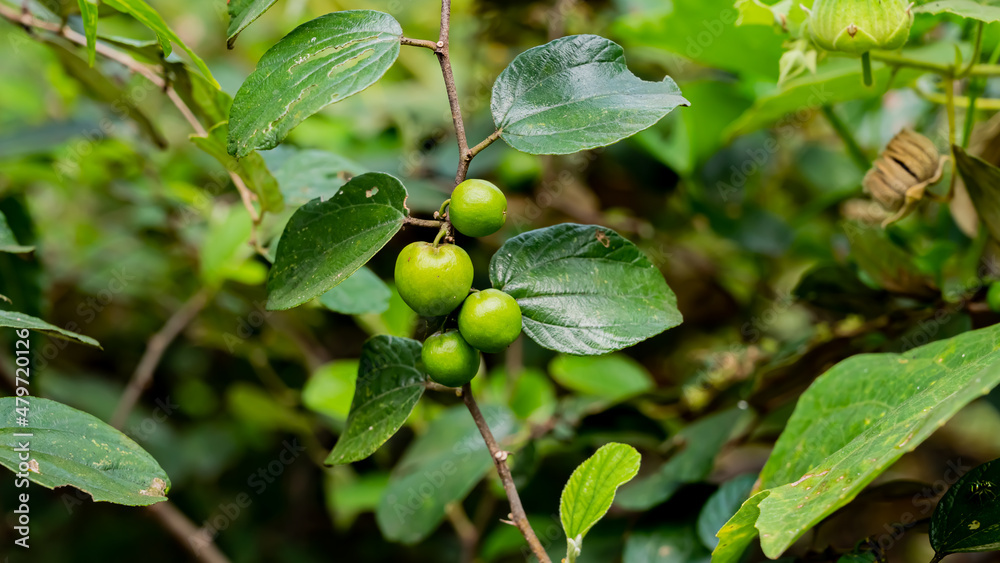 Ziziphus mauritiana, also known as Indian jujube, Indian plum, Chinese ...