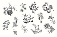 Fruit, Berry And Flowers. Set. Vector Vintage Illustration. Black And White