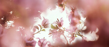 Soft Pink Bougainvillea Flower In Nature With Selective Focus.Vintage Floral Background.