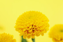 Yellow Chrysanthemums On Yellow Background, Close Up And Selective Focus