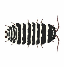 Armadillidium Maculatum - Zebra Isopod Seen In Dorsal View - Flat Style Vector