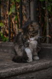 Fototapeta Koty - cat licking its paw