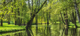 Fototapeta Na ścianę - summer landscape background. green foliage and pond in park or forest. wild nature