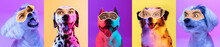 Contemporary Art Collage. Set Of Purebred Dogs With Male Eyes Element Isolated Over Colored Background In Neon Light.