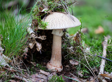 Nahaufnahme Eines Pilz Im Wald. Pilze Sind Teilweise Giftig Und Teilweise Essbar.
