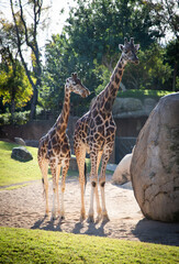 VALENCIA , SPAIN - DECEMBER 9, 2021: giraffes in Valencia Biopark Spain