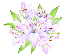 Bouquet White Lilies, Pink Lilies, Flowers And Buds Watercolor Flower Arrangement