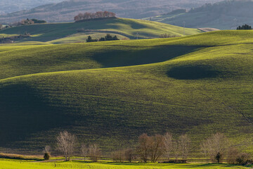 Wall Mural - The green Tuscan hills in the winter season, Lajatico, Pisa, Italy