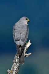 Wall Mural - Levant sparrowhawk // Kurzfangsperber (Accipiter brevipes)