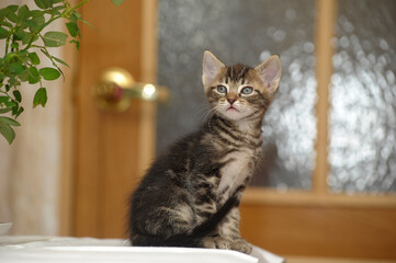 cute curious brown tabby kitten