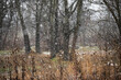 The first snowflakes. Dried plants, trees and snow. Out of focus. 