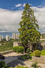 Wall Mural - Tree at Trsat castle in Rijeka, Croatia