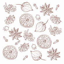 Dried Orange, Badian And Cloves Pattern, Hand Drawn Style