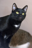 Fototapeta Łazienka - black and white european shorthair cat with yellow eyes
