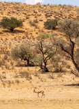 Fototapeta  - Springbok in the Kgalagadi