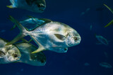 Fototapeta  - A flock of sea fish, with a yellow fin, underwater fishing, diving
